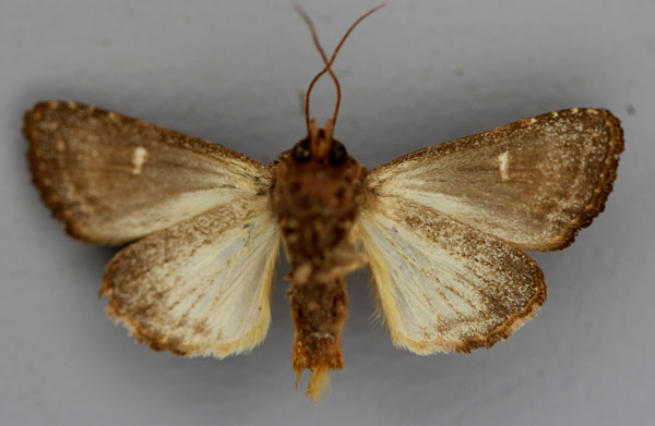 /filer/webapps/moths/media/images/D/debilis_Tracheplexia_A_RMCA_02.jpg