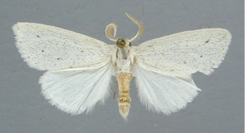 /filer/webapps/moths/media/images/D/debilis_Xanthodonta_A_RMCA.jpg