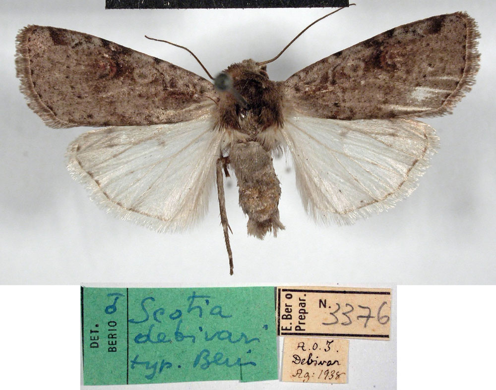 /filer/webapps/moths/media/images/D/debivari_Scotia_HT_MSNM.jpg