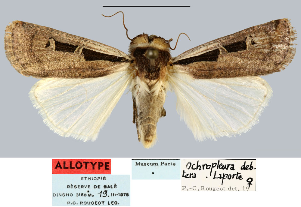 /filer/webapps/moths/media/images/D/debtera_Ochropleura_AT_MNHN.jpg