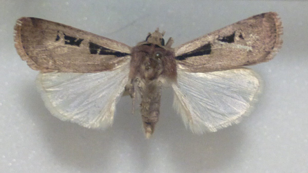 /filer/webapps/moths/media/images/D/debtera_Ochropleura_A_FMNH.jpg