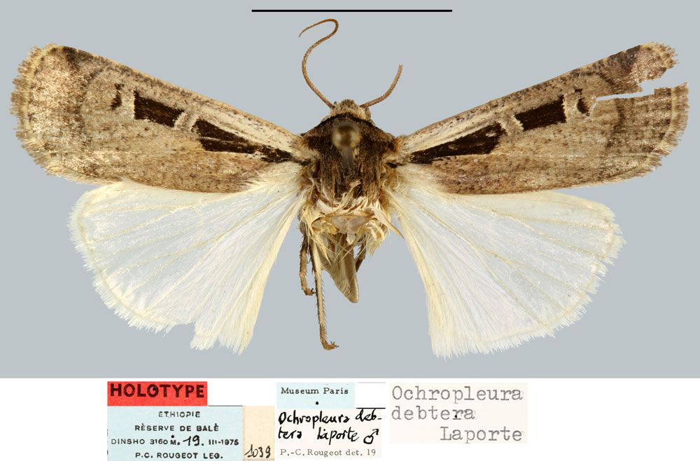 /filer/webapps/moths/media/images/D/debtera_Ochropleura_HT_MNHN.jpg