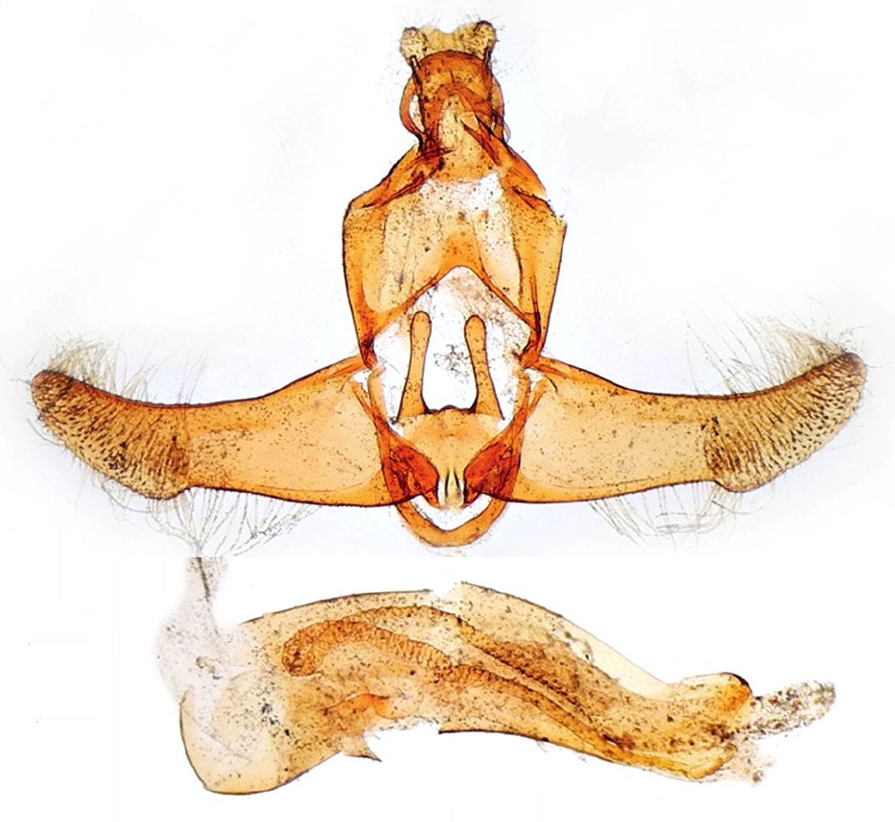 /filer/webapps/moths/media/images/D/decaryella_Lecithocera_GMHT_MNHN_2786.jpg