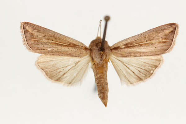 /filer/webapps/moths/media/images/D/decaryi_Aletia_AF_RMCA.jpg