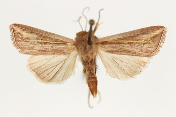 /filer/webapps/moths/media/images/D/decaryi_Aletia_AM_RMCA.jpg