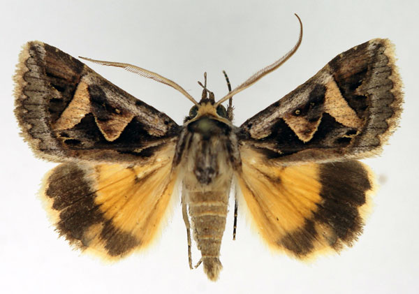 /filer/webapps/moths/media/images/D/decaryi_Cerocala_AM_Aulombard.jpg