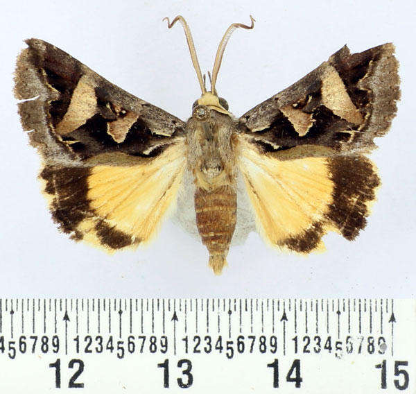/filer/webapps/moths/media/images/D/decaryi_Cerocala_AM_BMNH.jpg