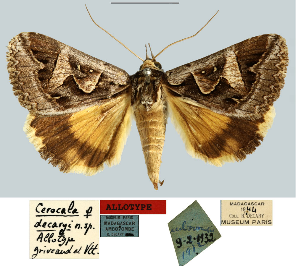 /filer/webapps/moths/media/images/D/decaryi_Cerocala_AT_MNHN.jpg