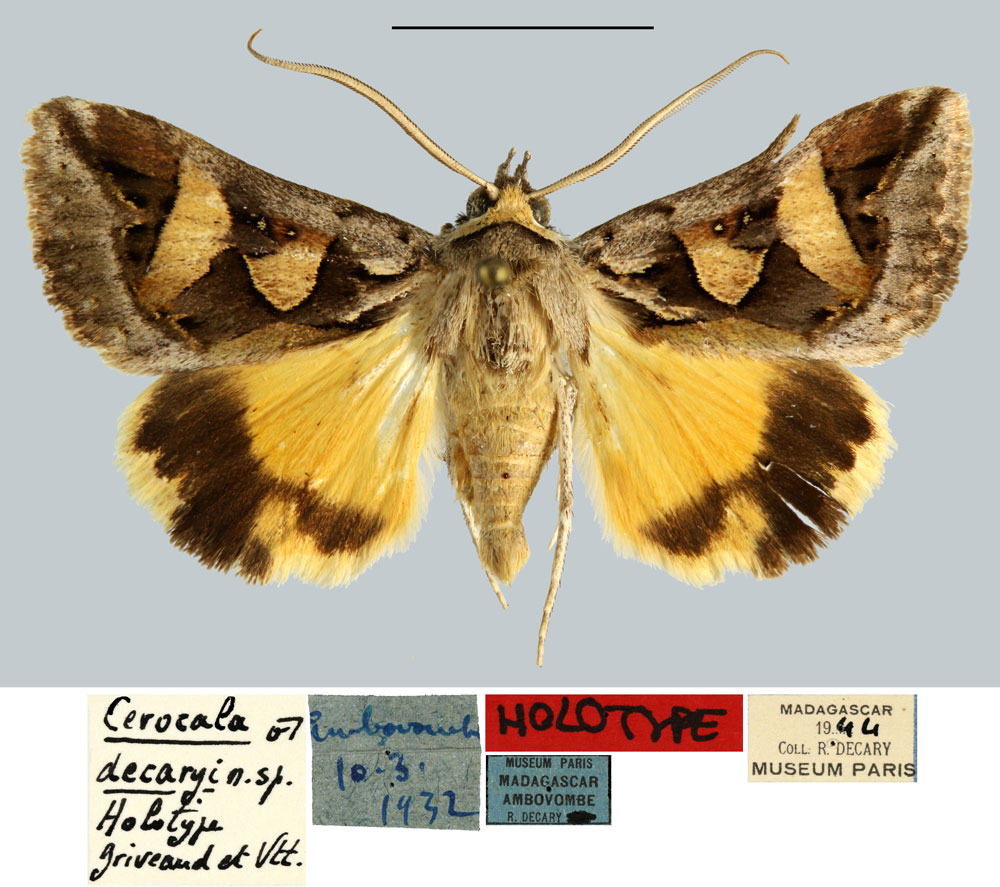 /filer/webapps/moths/media/images/D/decaryi_Cerocala_HT_MNHN.jpg