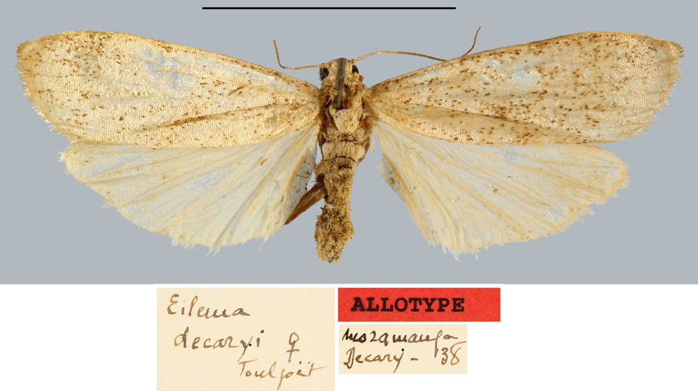 /filer/webapps/moths/media/images/D/decaryi_Eilema_AT_MNHN.jpg