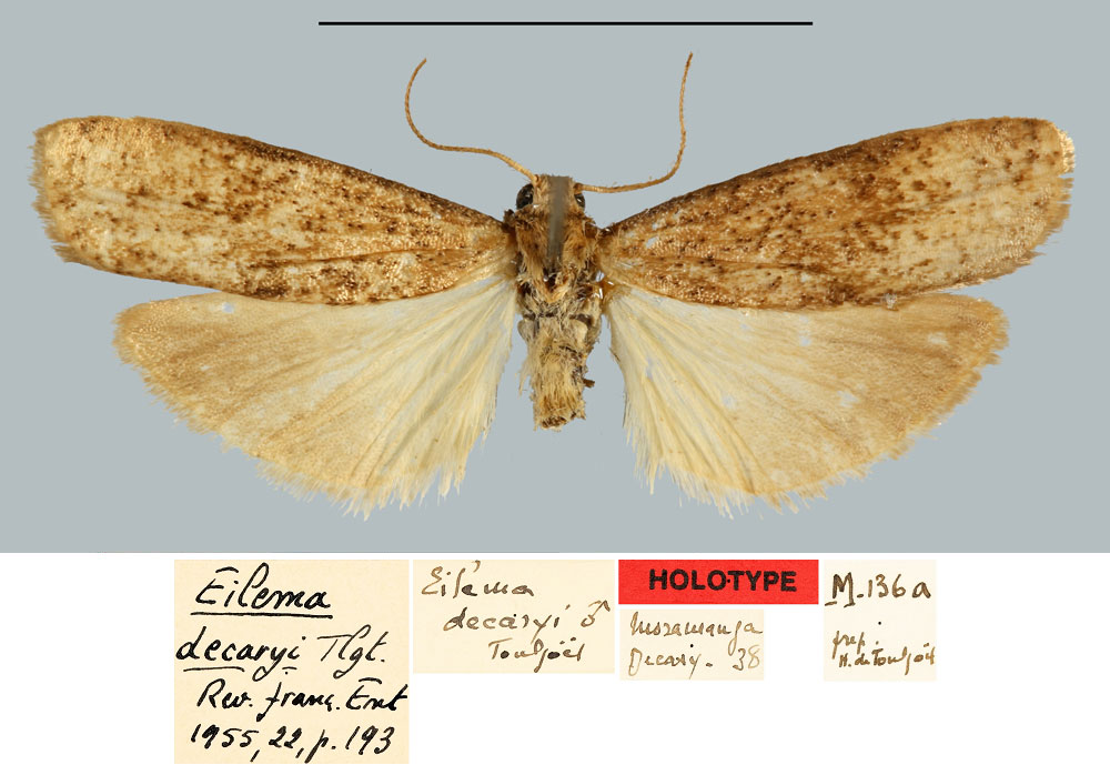 /filer/webapps/moths/media/images/D/decaryi_Eilema_HT_MNHN.jpg