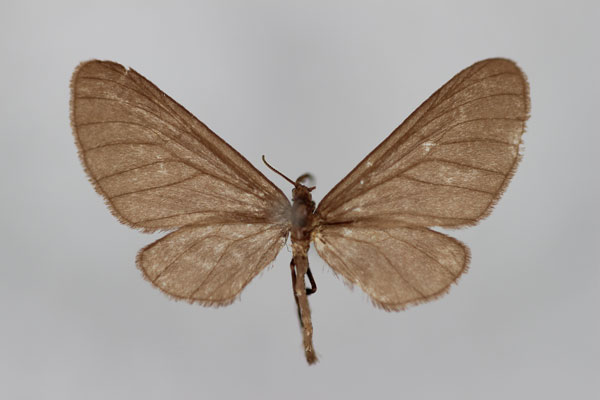 /filer/webapps/moths/media/images/D/decaryi_Fletcherinia_A_BMNH.jpg