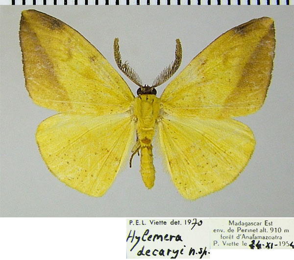 /filer/webapps/moths/media/images/D/decaryi_Hylemera_AM_ZSMa.jpg