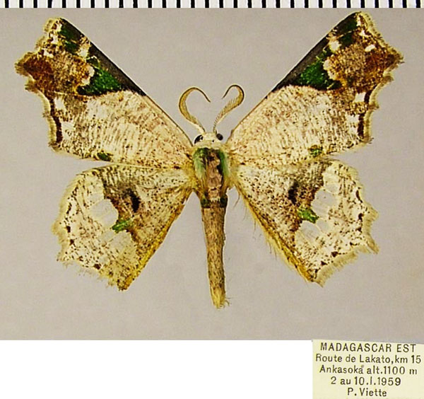 /filer/webapps/moths/media/images/D/decaryi_Leptocolpia_AM_ZSM.jpg