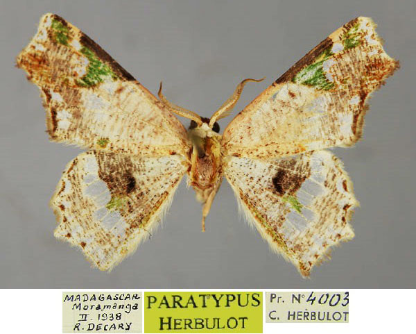 /filer/webapps/moths/media/images/D/decaryi_Leptocolpia_PT_ZSM_01.jpg