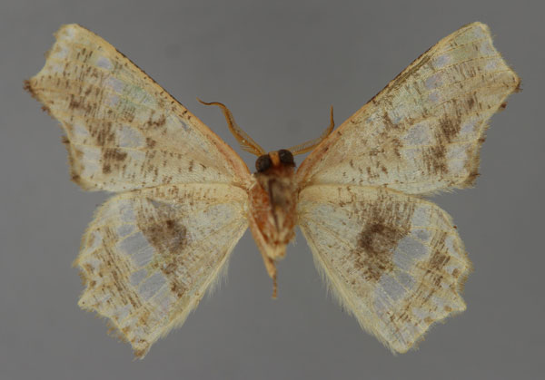 /filer/webapps/moths/media/images/D/decaryi_Leptocolpia_PT_ZSM_02.jpg