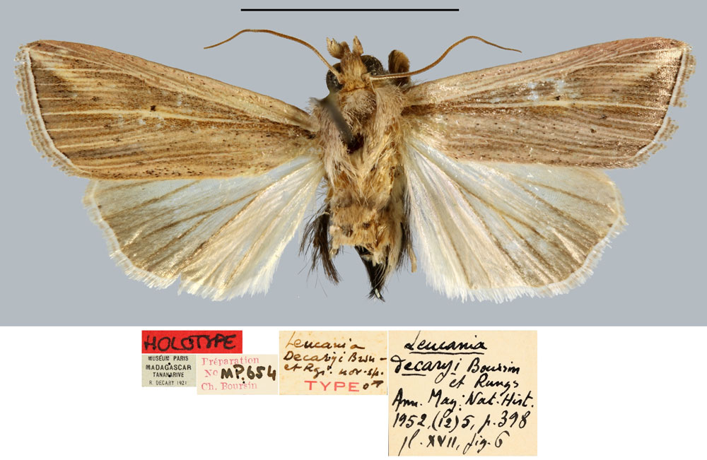 /filer/webapps/moths/media/images/D/decaryi_Leucania_HT_MNHN.jpg