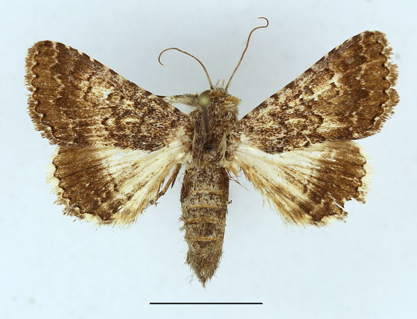 /filer/webapps/moths/media/images/D/decaryi_Pandesma_AF_Aulombard_01.jpg