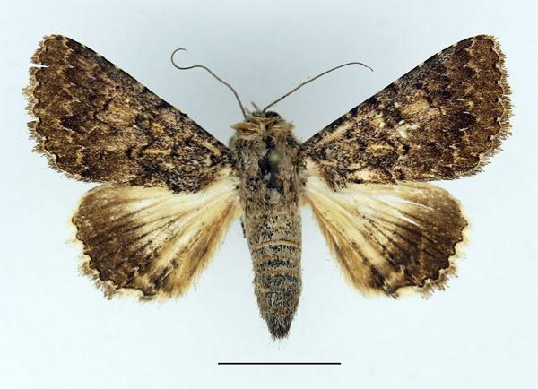/filer/webapps/moths/media/images/D/decaryi_Pandesma_AF_Aulombard_02.jpg
