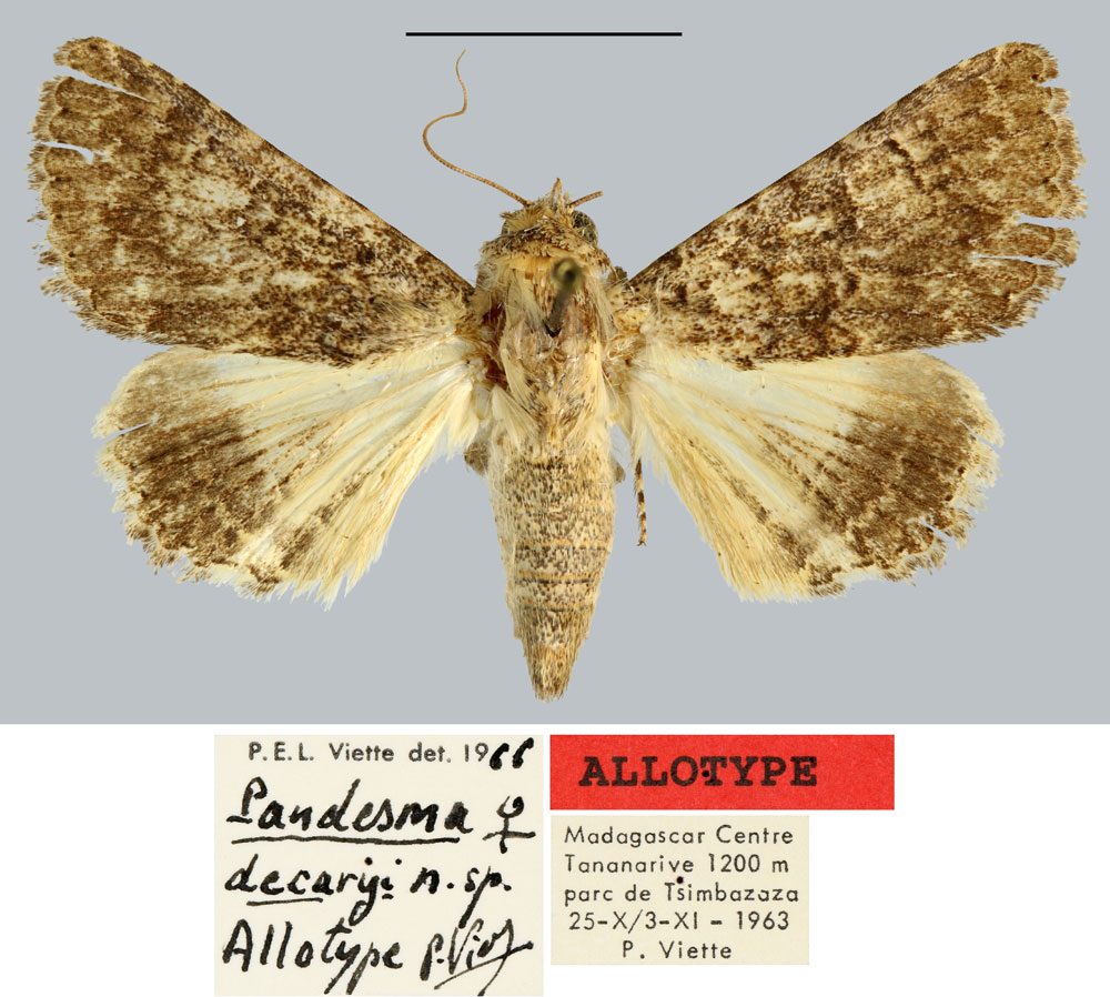 /filer/webapps/moths/media/images/D/decaryi_Pandesma_AT_MNHN.jpg
