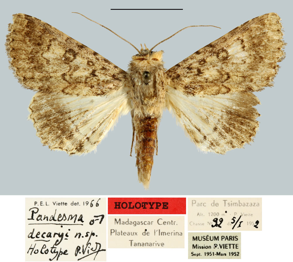 /filer/webapps/moths/media/images/D/decaryi_Pandesma_HT_MNHN.jpg