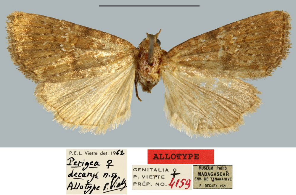 /filer/webapps/moths/media/images/D/decaryi_Perigea_AT_MNHN.jpg
