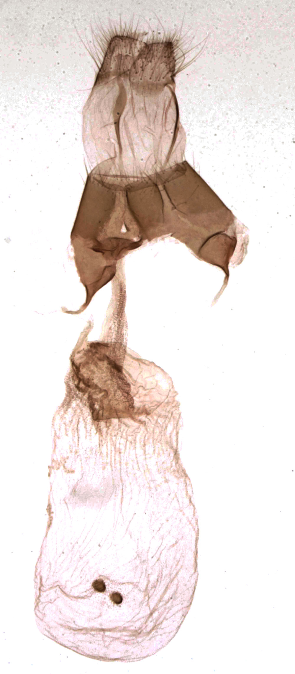 /filer/webapps/moths/media/images/D/decaryi_Perigea_GFAT_MNHN_4159.jpg