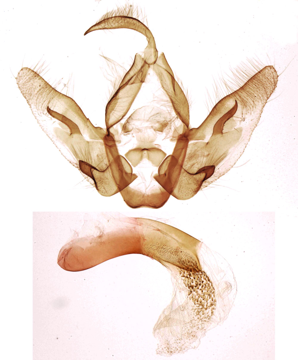 /filer/webapps/moths/media/images/D/decaryi_Perigea_GMHT_MNHN_4157.jpg