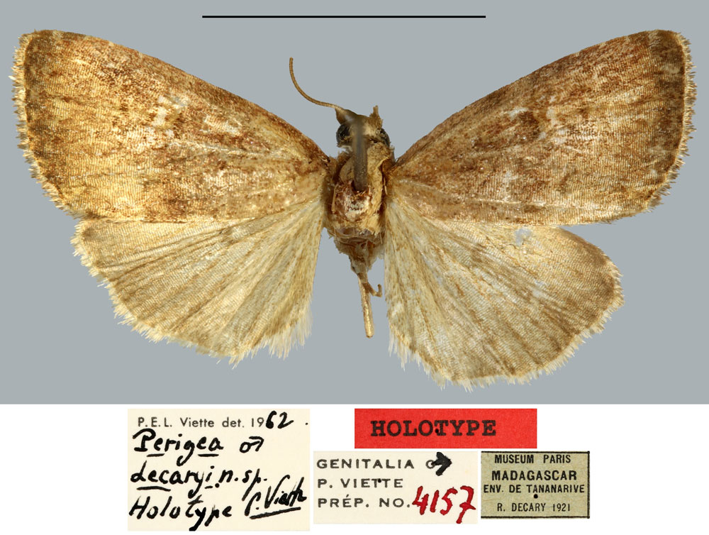 /filer/webapps/moths/media/images/D/decaryi_Perigea_HT_MNHN.jpg