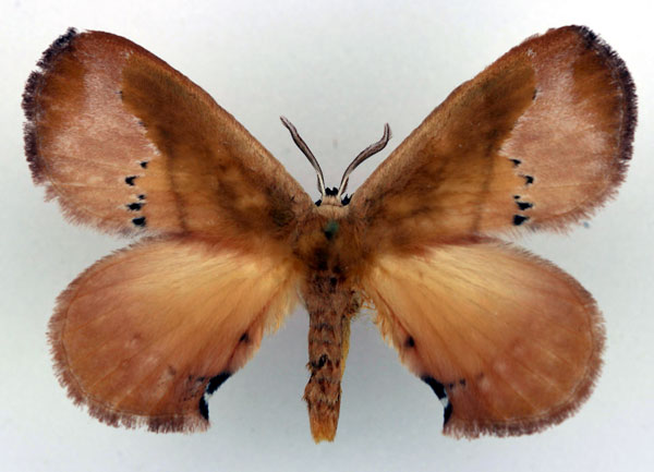 /filer/webapps/moths/media/images/D/decellei_Stenoglene_AM_Basquin.jpg