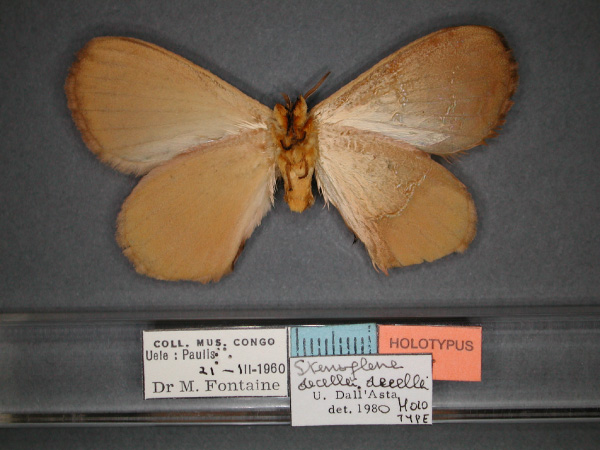 /filer/webapps/moths/media/images/D/decellei_Stenoglene_HT_RMCA_02.jpg