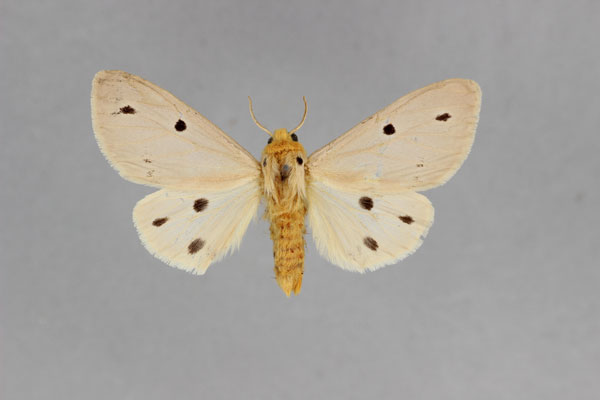 /filer/webapps/moths/media/images/D/decemmaculata_Paralacydes_AM_BMNH.jpg
