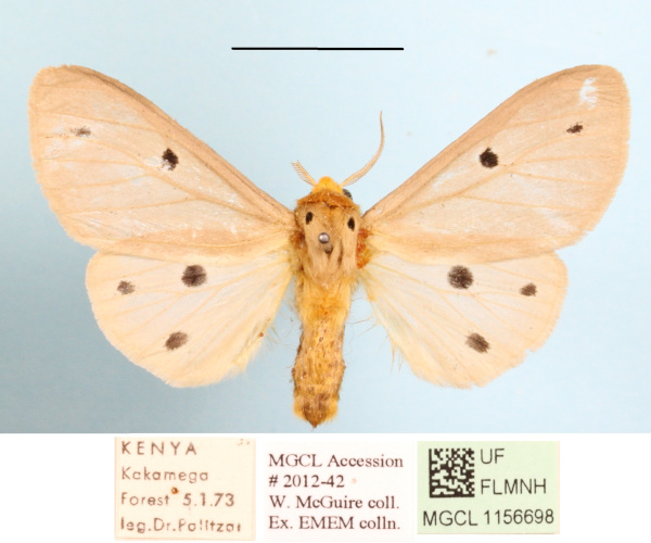 /filer/webapps/moths/media/images/D/decemmaculata_Paralacydes_A_MGCLa_01.JPG