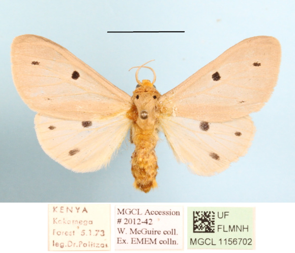 /filer/webapps/moths/media/images/D/decemmaculata_Paralacydes_A_MGCLa_02.JPG