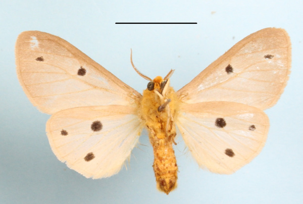 /filer/webapps/moths/media/images/D/decemmaculata_Paralacydes_A_MGCLb_01.JPG