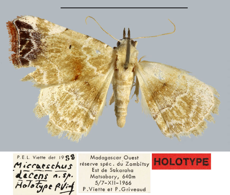 /filer/webapps/moths/media/images/D/decens_Micraeschus_HT_MNHN.jpg