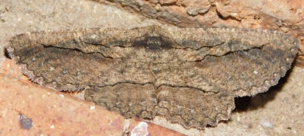 /filer/webapps/moths/media/images/D/decepta_Aphilopota_A_Grobler.jpg