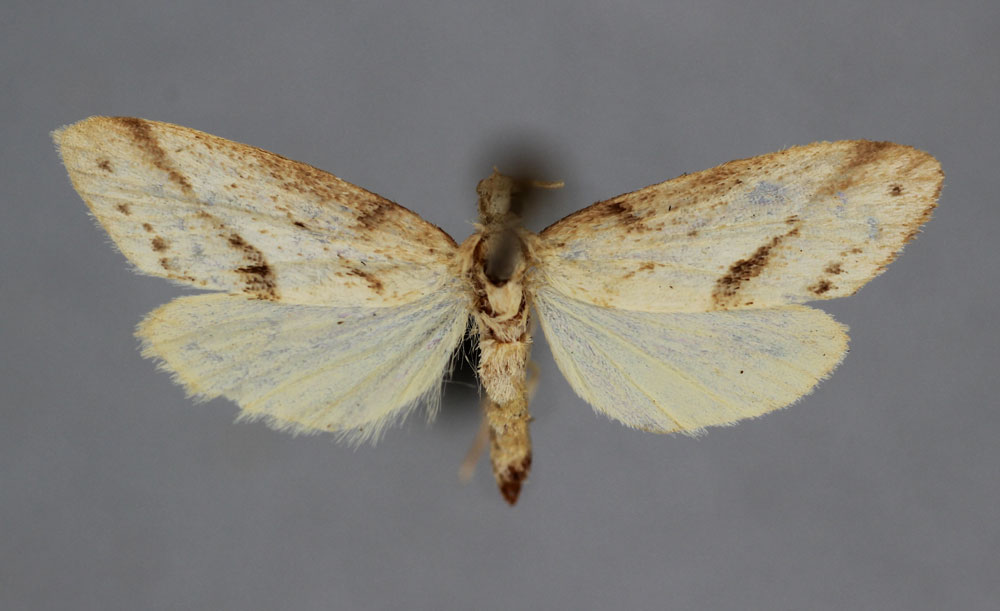 /filer/webapps/moths/media/images/D/deceptans_Philenora_HT_BMNH.jpg