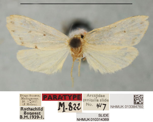 /filer/webapps/moths/media/images/D/deceptans_Philenora_PTM_NHMUKa.jpg