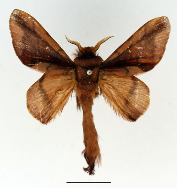 /filer/webapps/moths/media/images/D/deceptrix_Apatelopteryx_AM_Basquin_02.jpg