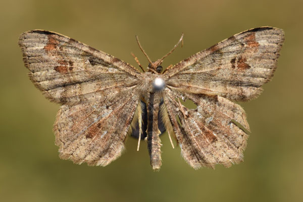 /filer/webapps/moths/media/images/D/deceptrix_Chiasmia_A_Butler.jpg