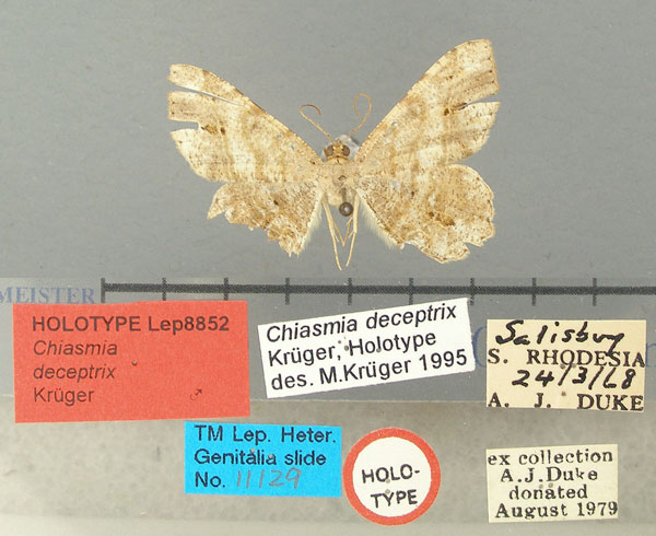 /filer/webapps/moths/media/images/D/deceptrix_Chiasmia_HT_TMSA.jpg
