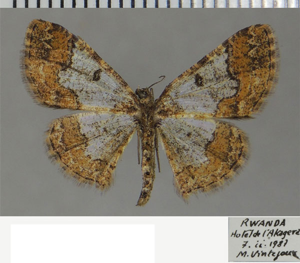 /filer/webapps/moths/media/images/D/deceptrix_Zamarada_AF_ZSM.jpg