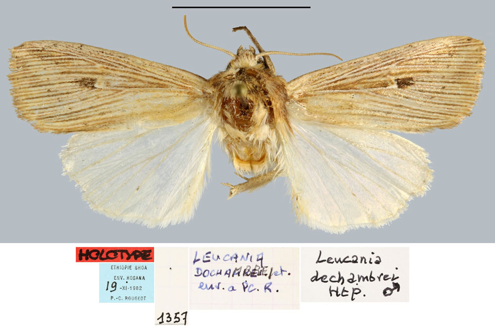 /filer/webapps/moths/media/images/D/dechambrei_Leucania_HT_MNHN.jpg