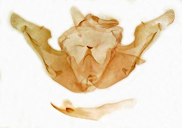 /filer/webapps/moths/media/images/D/decimata_Tholeropsis_GMPT_MSNM_5324.jpg