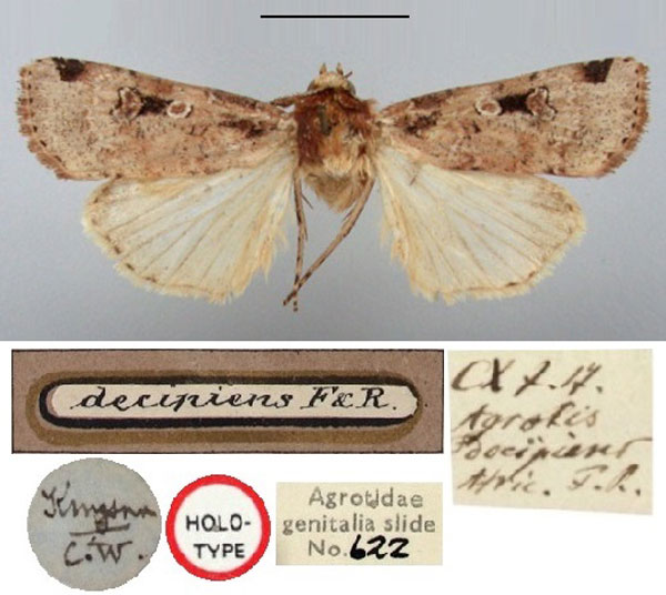 /filer/webapps/moths/media/images/D/decipiens_Agrotis_HT_BMNH.jpg
