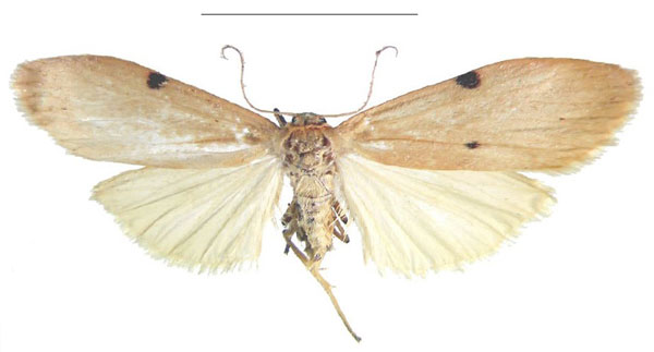 /filer/webapps/moths/media/images/D/decipiens_Archithosia_AF_MSNS.jpg