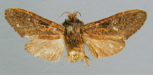 /filer/webapps/moths/media/images/D/decipiens_Eurystaura_HT_RMCA.jpg