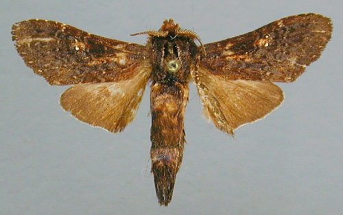 /filer/webapps/moths/media/images/D/decipiens_Eurystaura_PT_RMCA.jpg