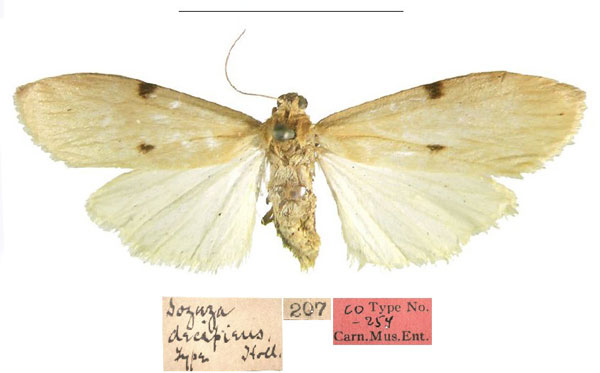 /filer/webapps/moths/media/images/D/decipiens_Sozuza_LT_CMNH.jpg